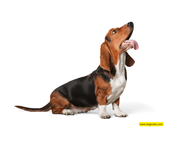 Bagle Hound: Beagle & Basset Hound Mix Dog Breed